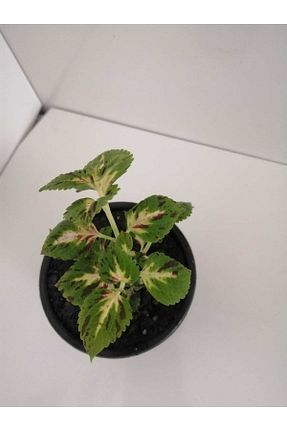 گیاهان داخل ساختمان deysi flowers - کد 330237924