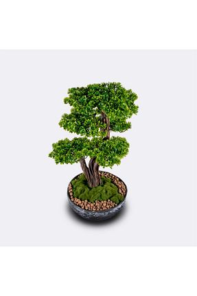 گیاهان داخل ساختمان Omnia Concept - کد 796366839