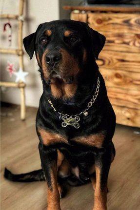 Günlük Ayakkabı مشکی Kontes Pet Aksesuar - کد 72563290