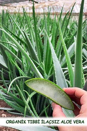 گیاهان معطر دارویی Aloe Vera - کد 809156918
