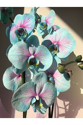 گیاهان داخل ساختمان LIM Flowers Istanbul - کد 839662484