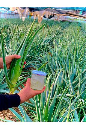 کرم بدن Onarıcı Aloe Vera - کد 808152243