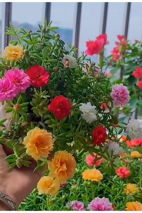 گیاه پایه کوتاه گلدار SARMASK - کد 822323555