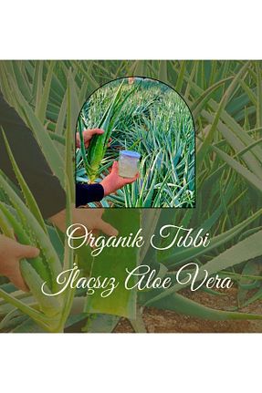 گیاهان معطر دارویی Aloe Vera - کد 809158785