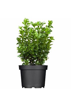نهال کادویی AnkaBahçe - کد 841330555