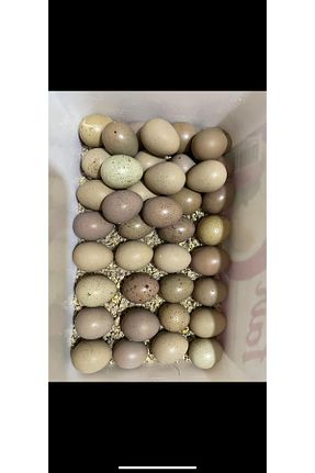 تخم مرغ Genel Markalar - کد 837349903