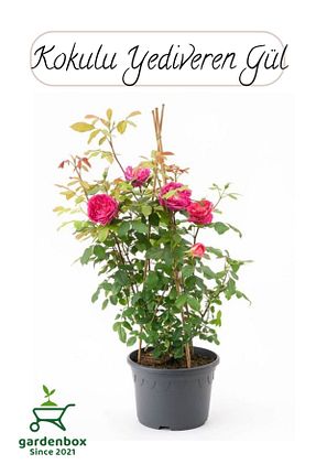 گلدان رنگی Gardenbox - کد 841898322