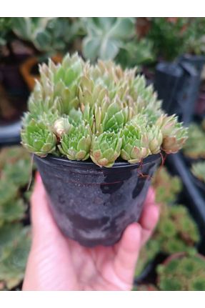 بذر و گیاه PLANTİS BOTANİK - کد 842147464