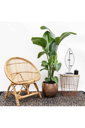 گیاهان داخل ساختمان CoolConceptFlower - کد 380070433