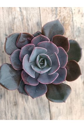 تراریوم و ساکولنت PLANTİS BOTANİK - کد 786861094