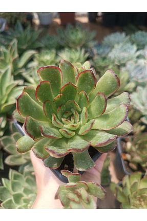 تراریوم و ساکولنت PLANTİS BOTANİK - کد 842531861