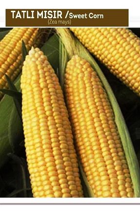 بذرها Sebze Tohumları AGRODAL TARIM - کد 97779894