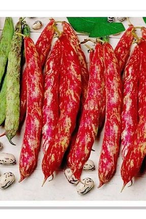 بذرها Bitki Tohumları AGRODAL TARIM - کد 97892660