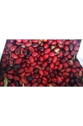 بذر و گیاه EKSTRA - کد 69795761