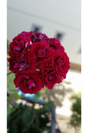 باغچه سرگرمی ABAC - کد 313384026