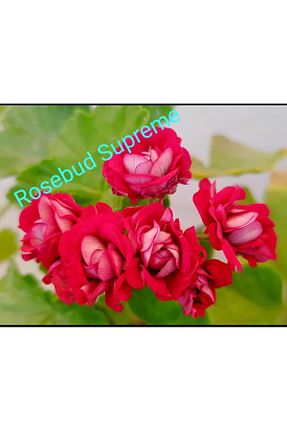 گیاهان داخل ساختمان Genel Markalar - کد 308612894