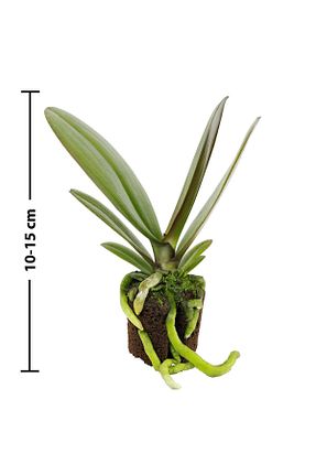 گیاهان داخل ساختمان Solo Plant - کد 819423512