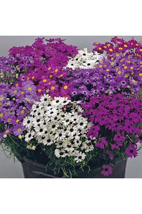 بذرها Çiçek Tohumu GARDENYA TOHUMCULUK - کد 96311131