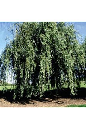 نهال کادویی bahçevilya - کد 369680096
