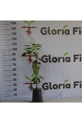 نهال میوه پیوندی Gloria - کد 252081125