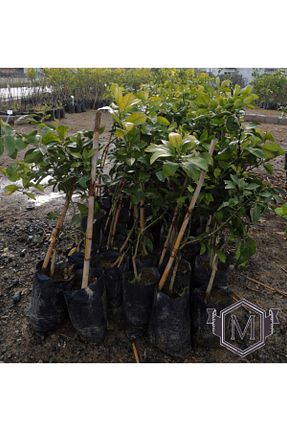 نهال میوه پیوندی Sağlam Fidancılık - کد 129809272