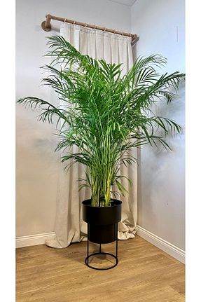 ژاردینیر مشکی CoolConceptFlower - کد 847767918