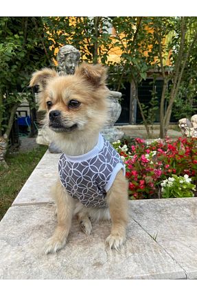  طوسی SHYCO PETS - کد 847701609