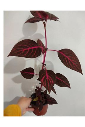 گیاه پایه کوتاه گلدار SARMASK - کد 778021516