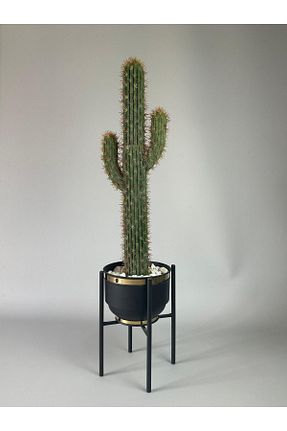 گیاهان داخل ساختمان odka - کد 848754054