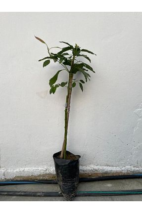 نهال میوه پیوندی Genel Markalar - کد 38785852