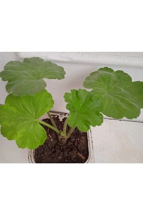 گیاه پایه کوتاه گلدار ATABEY ÇİÇEK - کد 372805008