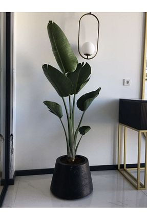 گیاهان داخل ساختمان Green Flora - کد 802174466