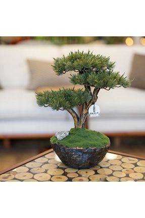 گیاهان داخل ساختمان Omnia Concept - کد 696138885