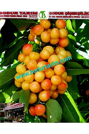 نهال میوه پیوندی BODUR TARIM - کد 749594523