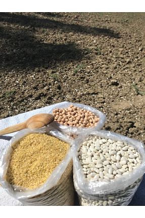 لوبیا GÜLTEKİN BAL - کد 851081298