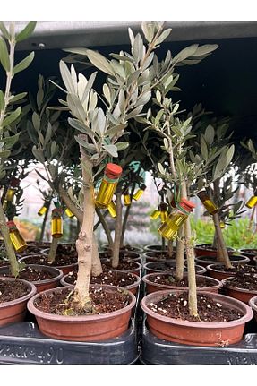 گیاهان داخل ساختمان SENA BOTANİK VE ÇİÇEK - کد 475873825