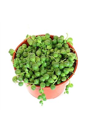 تراریوم و ساکولنت OSKARYUM - کد 42622265