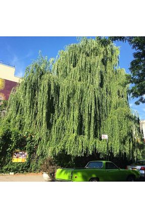 نهال میوه پیوندی mutbirlik - کد 42745297