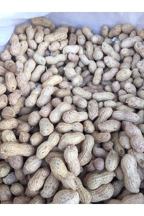 بادام زمینی KİMYAGER FISTIKÇILIK VE KURUYEMİŞ - کد 74475061