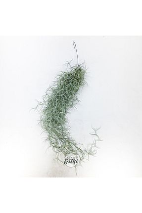 گیاهان داخل ساختمان Gurme Bitki - کد 635203467