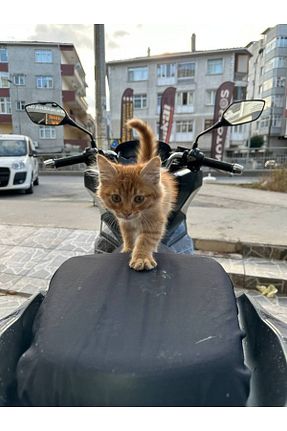 کاور سبد موتور سیکلت Motobros - کد 749524736
