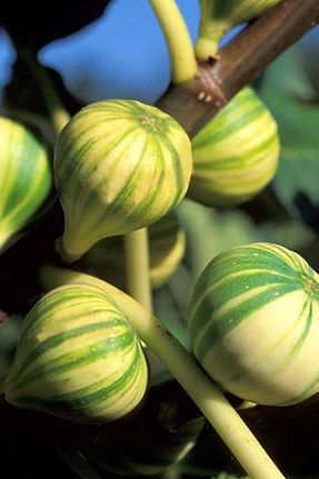 نهال میوه پیوندی bahçevilya - کد 849812515