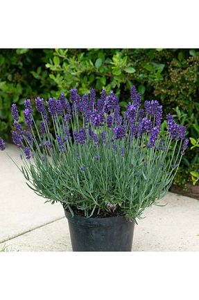 نهال کادویی Gardina - کد 635379060