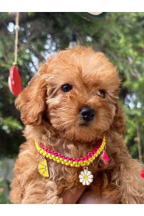 Günlük Ayakkabı صورتی GOLD PUPPY - کد 854926116