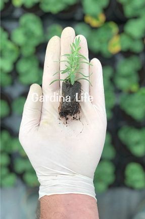 نهال کادویی Gardina - کد 635379060