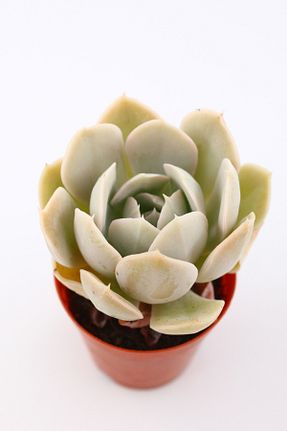 تراریوم و ساکولنت kaktuskent - کد 135450661