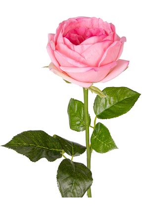 گل خشک و مصنوعی صورتی Herdekora - کد 855936241