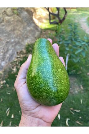 میوه atolyedekiler - کد 353051178