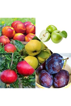 نهال میوه پیوندی Doğan Fidancılık - کد 833835038