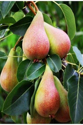 نهال میوه پیوندی Doğan Fidancılık - کد 821032265